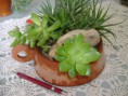 /album/galeria-de-fotos-mini-jardins-de-catos/imagem-de-2013-035-jpg/